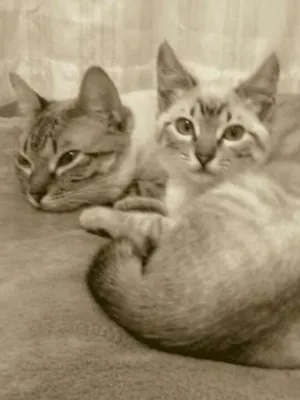 Gato raça indefinida idade 3 anos nome buh e persephane