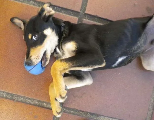 Cachorro ra a SRD idade 2 a 6 meses nome Nick