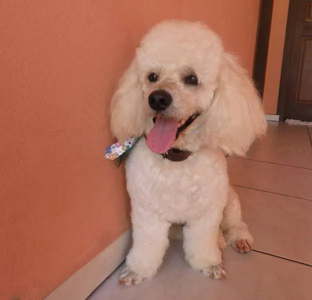 Cachorro ra a Poodle idade  nome Suly