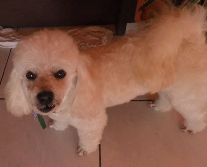 Cachorro ra a Poodle idade  nome Suly