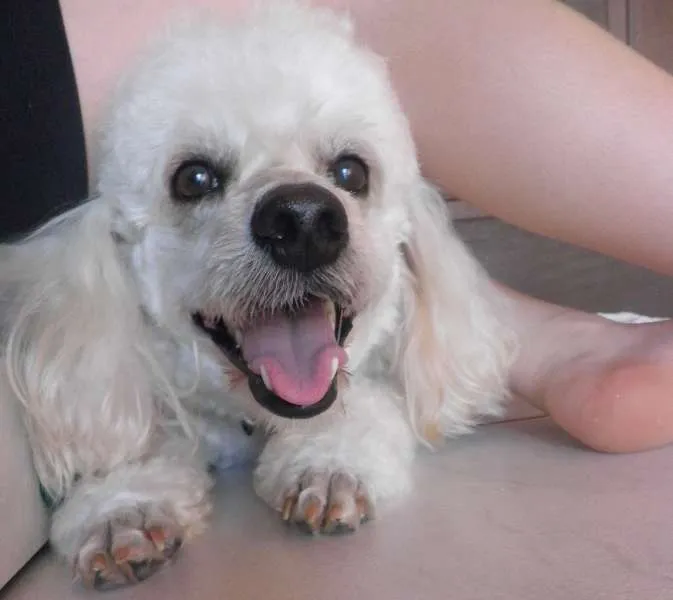 Cachorro ra a Poodle idade  nome Suly