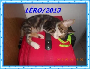 Gato raça SRD idade 2 a 6 meses nome Léro