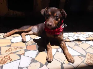 Cachorro raça vira-lata idade 7 a 11 meses nome Baby