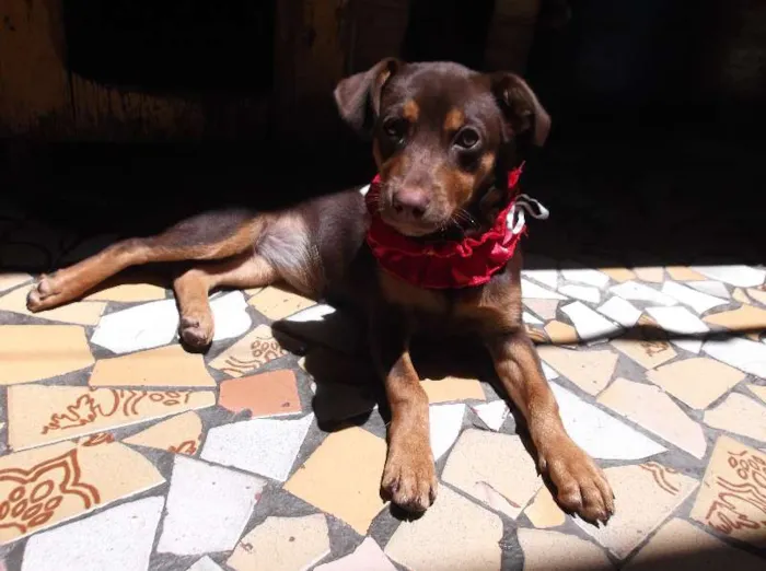 Cachorro ra a vira-lata idade 7 a 11 meses nome Baby