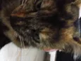 Catarina