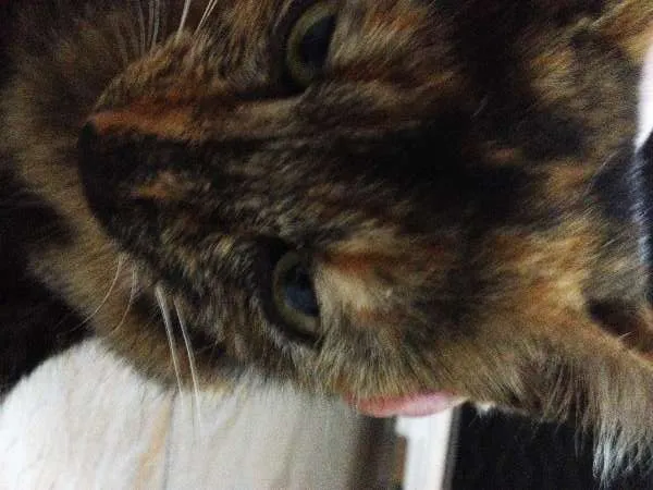 Gato ra a SRD idade 7 a 11 meses nome Catarina