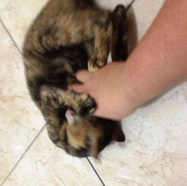 Gato ra a SRD idade 7 a 11 meses nome Catarina