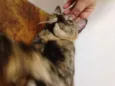Catarina