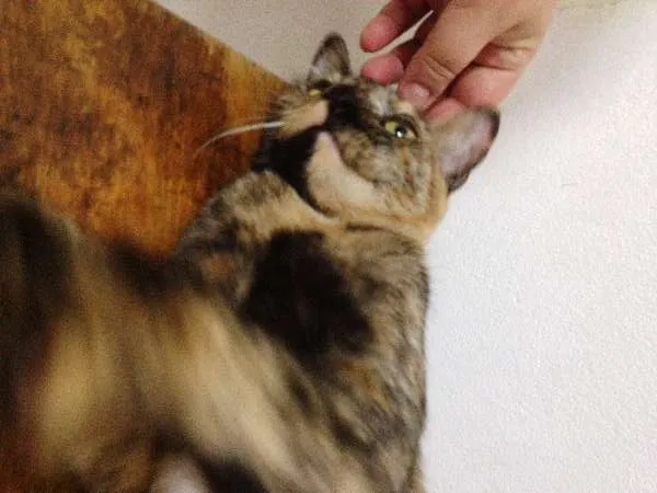 Gato ra a SRD idade 7 a 11 meses nome Catarina
