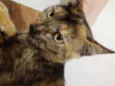 Catarina