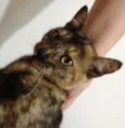Catarina