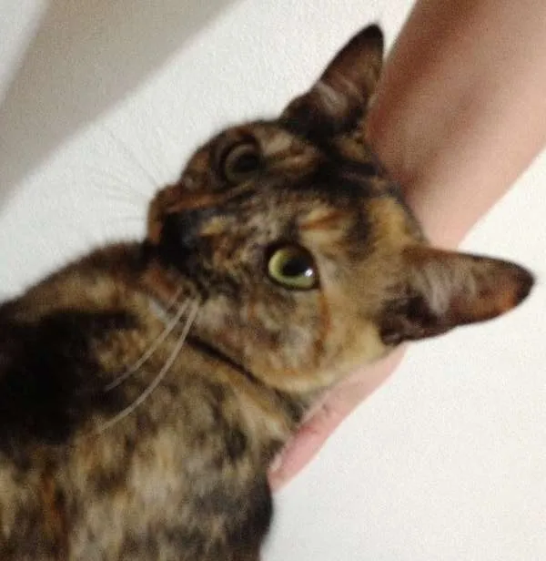 Gato ra a SRD idade 7 a 11 meses nome Catarina