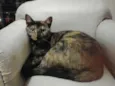 Catarina