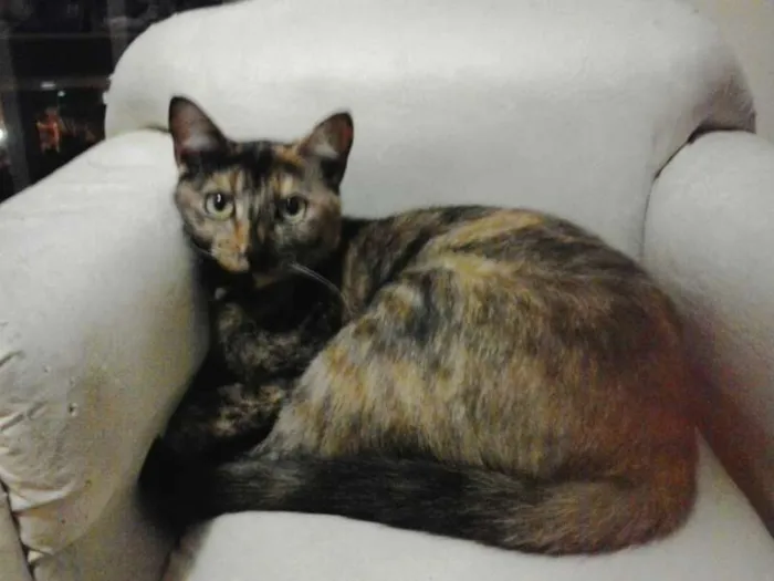 Gato ra a SRD idade 7 a 11 meses nome Catarina