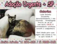 Catarina