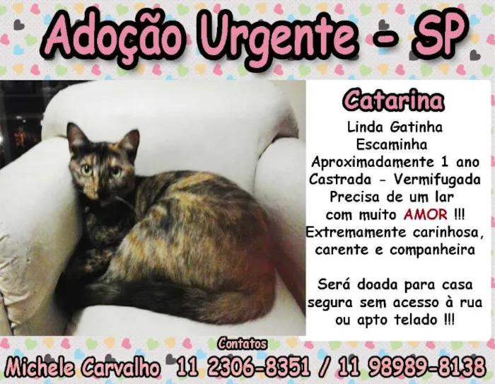 Gato ra a SRD idade 7 a 11 meses nome Catarina