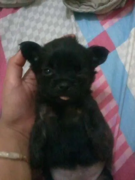 Cachorro ra a srd idade Abaixo de 2 meses nome cachorrinhos