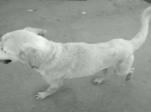 Cachorro raça Mista idade 1 ano nome Duke