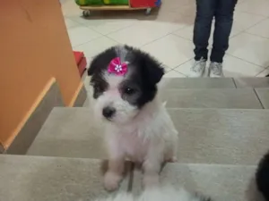 Cachorro raça Srd/poodle idade Abaixo de 2 meses nome Algodão