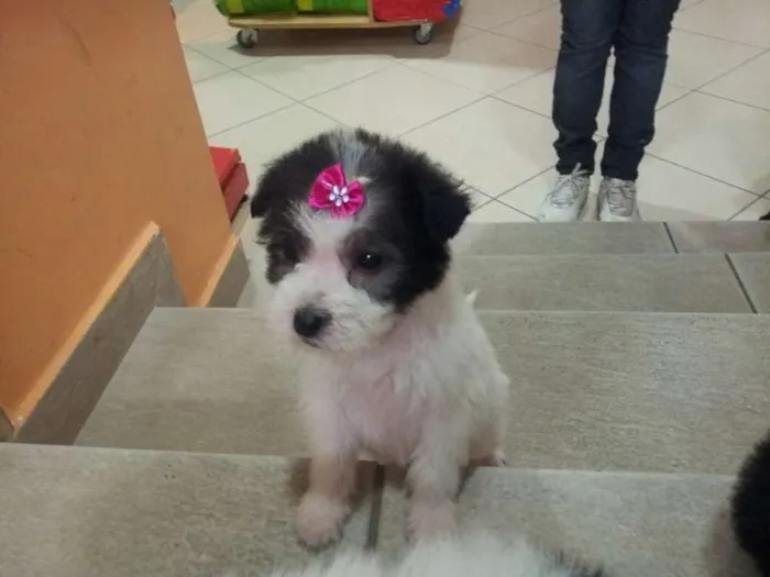 Cachorro ra a Srd/poodle idade Abaixo de 2 meses nome Algodão