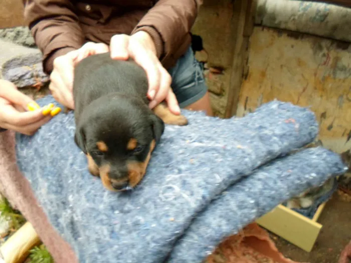 Cachorro ra a não definida idade Abaixo de 2 meses nome sem nome
