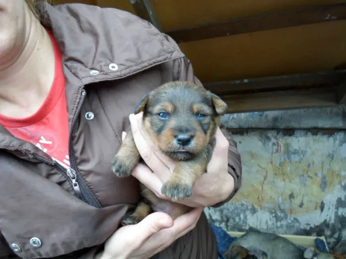 Cachorro ra a não definida idade Abaixo de 2 meses nome sem nome