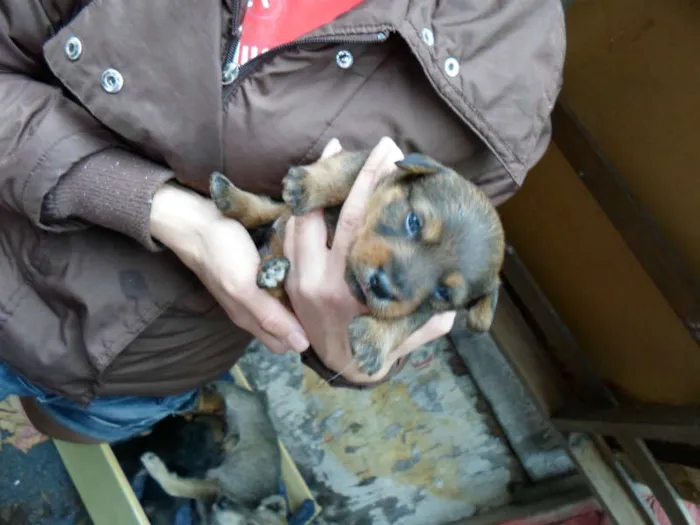 Cachorro ra a não definida idade Abaixo de 2 meses nome sem nome