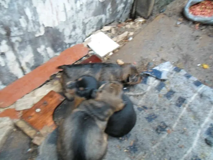 Cachorro ra a não definida idade Abaixo de 2 meses nome sem nome
