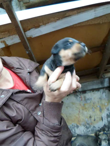 Cachorro ra a não definida idade Abaixo de 2 meses nome sem nome