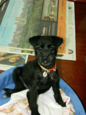 Cachorro raça SRD idade 2 a 6 meses nome Pretinha