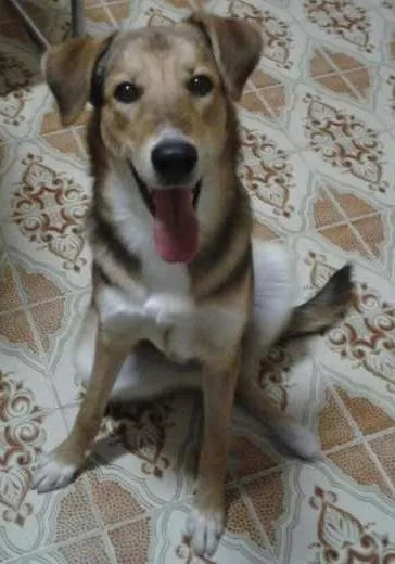 Cachorro ra a Pastor Viralata idade 7 a 11 meses nome Dani