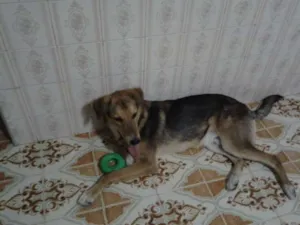 Cachorro raça Pastor Viralata idade 7 a 11 meses nome Dani