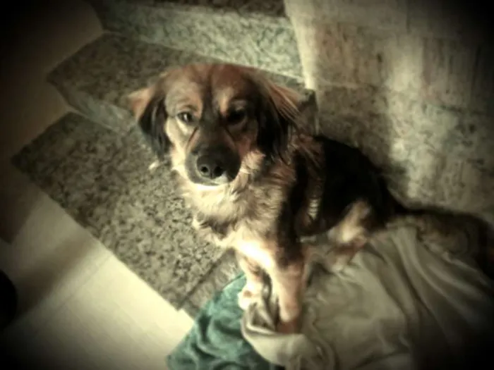 Cachorro ra a SRD idade 1 ano nome Dina