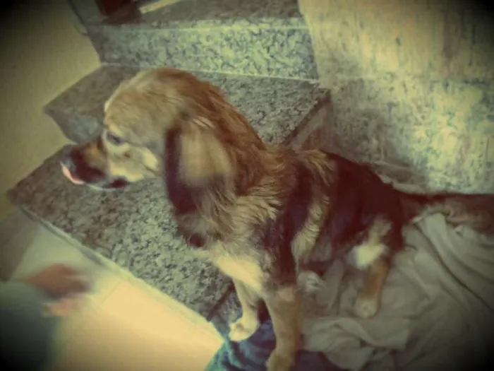 Cachorro ra a SRD idade 1 ano nome Dina