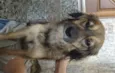 Dina