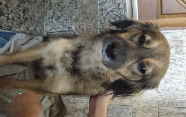 Cachorro ra a SRD idade 1 ano nome Dina
