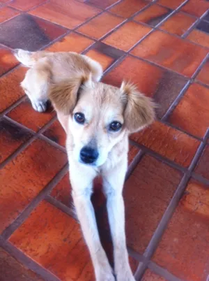 Cachorro raça vira lata idade 2 anos nome mel