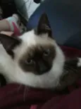 Gata