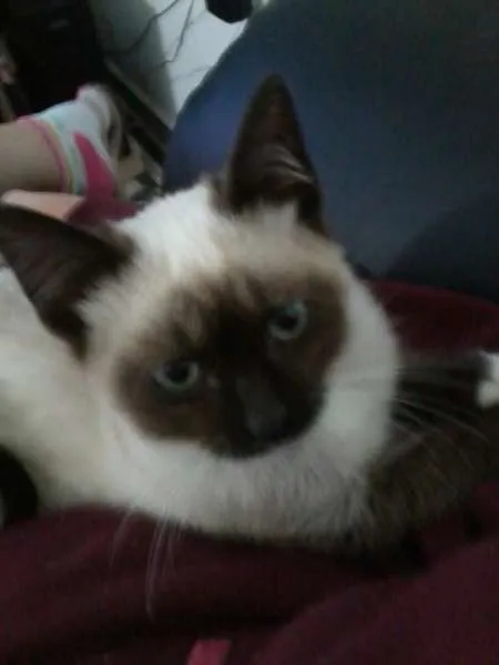 Gato ra a Siamês idade 2 a 6 meses nome Gata