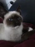 Gata