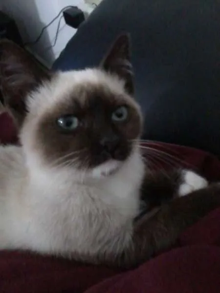 Gato ra a Siamês idade 2 a 6 meses nome Gata