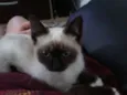 Gata
