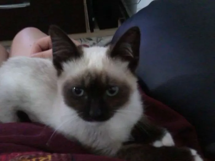 Gato ra a Siamês idade 2 a 6 meses nome Gata