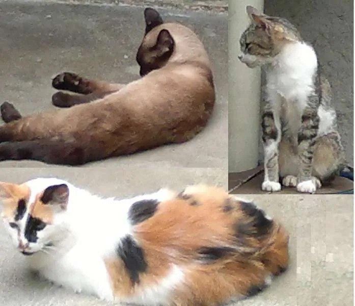 Gato ra a Variadas idade  nome S/ Nome