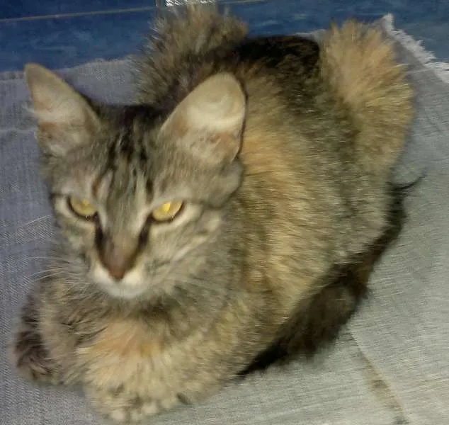 Gato ra a Variadas idade  nome S/Nome