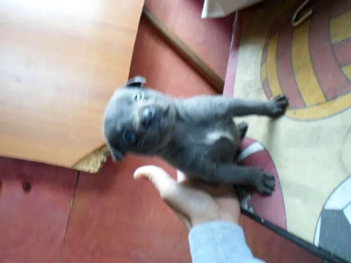 Cachorro ra a não definida idade Abaixo de 2 meses nome sem nome