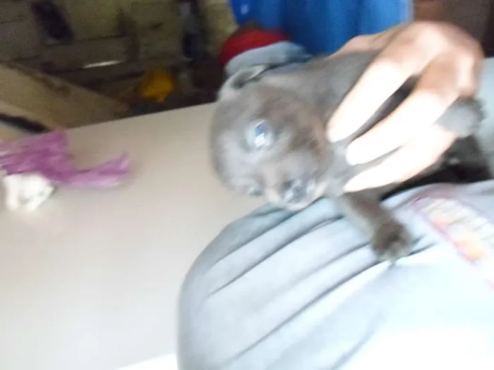 Cachorro ra a não definida idade Abaixo de 2 meses nome sem nome