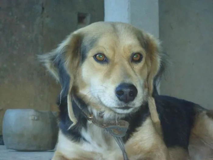 Cachorro raça s/ raça idade 3 anos nome Jackson