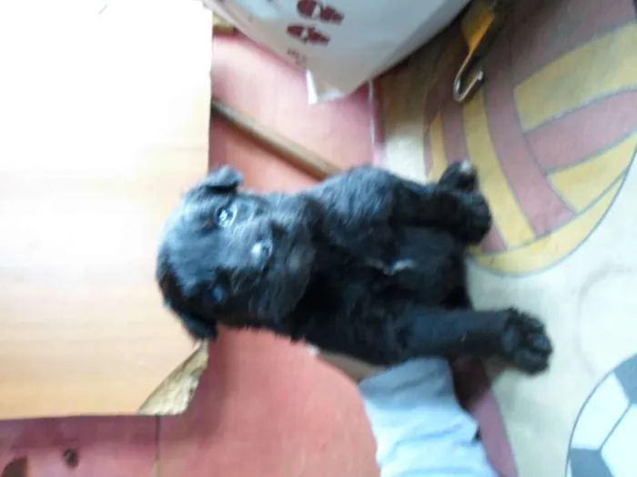 Cachorro ra a não definida idade Abaixo de 2 meses nome sem nome