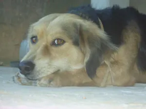 Cachorro raça s/ raça idade 3 anos nome Jackson